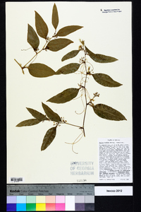 Smilax smallii image