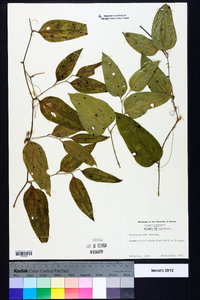 Smilax smallii image