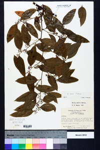 Smilax smallii image