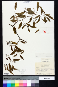 Smilax smallii image