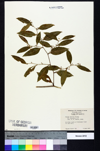 Smilax smallii image