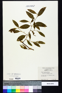 Smilax smallii image