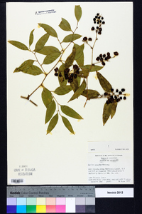 Smilax smallii image