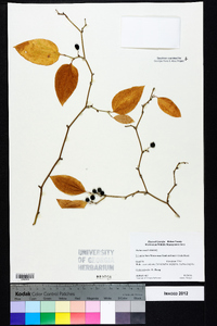 Smilax smallii image