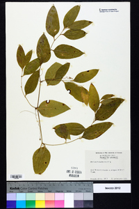 Smilax smallii image