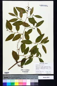 Smilax smallii image