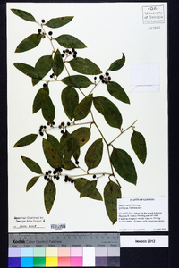 Smilax smallii image