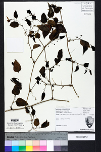 Smilax smallii image