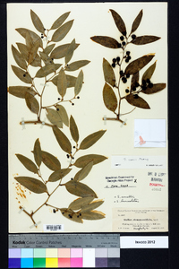 Smilax smallii image