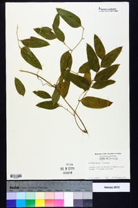 Smilax smallii image