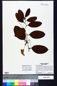 Smilax smallii image