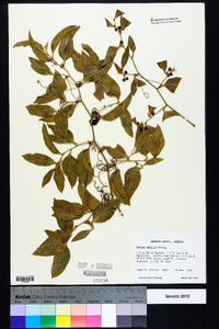 Smilax smallii image