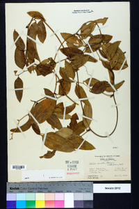 Smilax smallii image