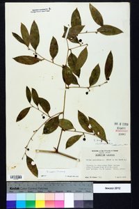 Smilax smallii image