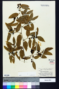 Smilax smallii image