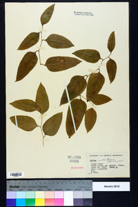 Smilax smallii image