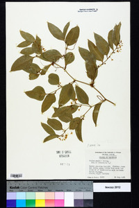 Smilax smallii image