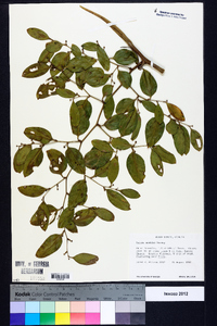 Smilax smallii image