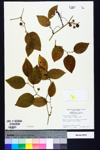 Smilax smallii image