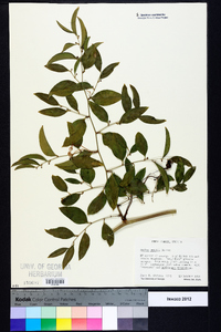 Smilax smallii image