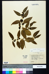 Smilax smallii image