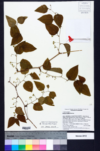 Smilax smallii image