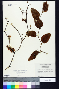 Smilax walteri image