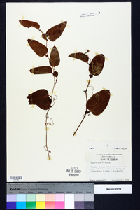 Smilax walteri image