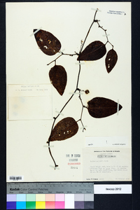 Smilax walteri image