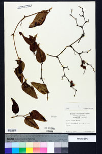 Smilax walteri image