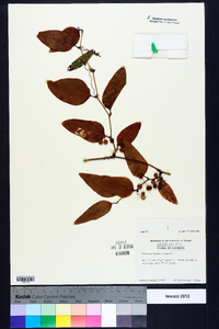 Smilax walteri image