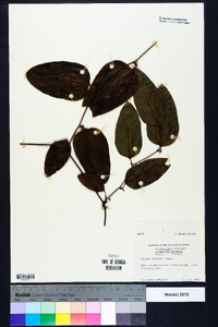 Smilax walteri image