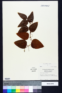 Smilax walteri image