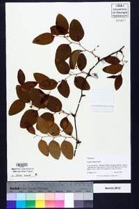 Smilax walteri image