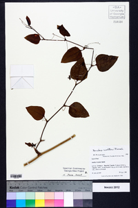 Smilax walteri image