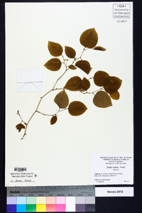 Smilax walteri image