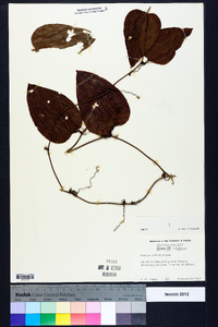 Smilax walteri image