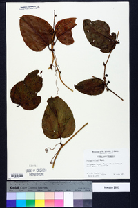 Smilax walteri image