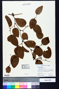 Smilax walteri image