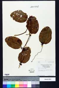 Smilax walteri image