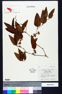 Smilax walteri image