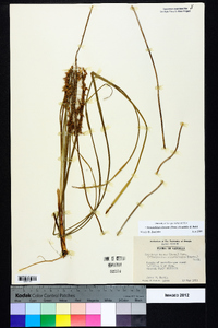 Stenanthium densum image