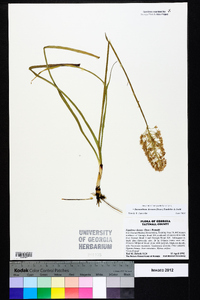 Stenanthium densum image