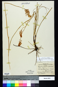 Stenanthium densum image