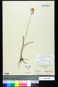 Stenanthium densum image