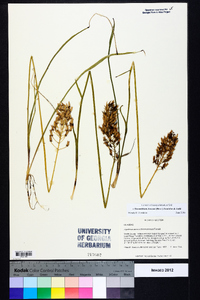 Stenanthium densum image