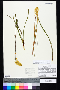 Stenanthium densum image