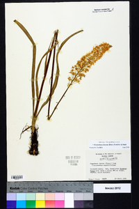 Stenanthium densum image