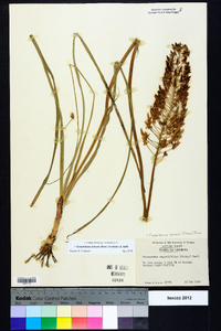 Stenanthium densum image