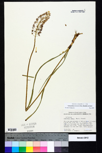 Stenanthium densum image